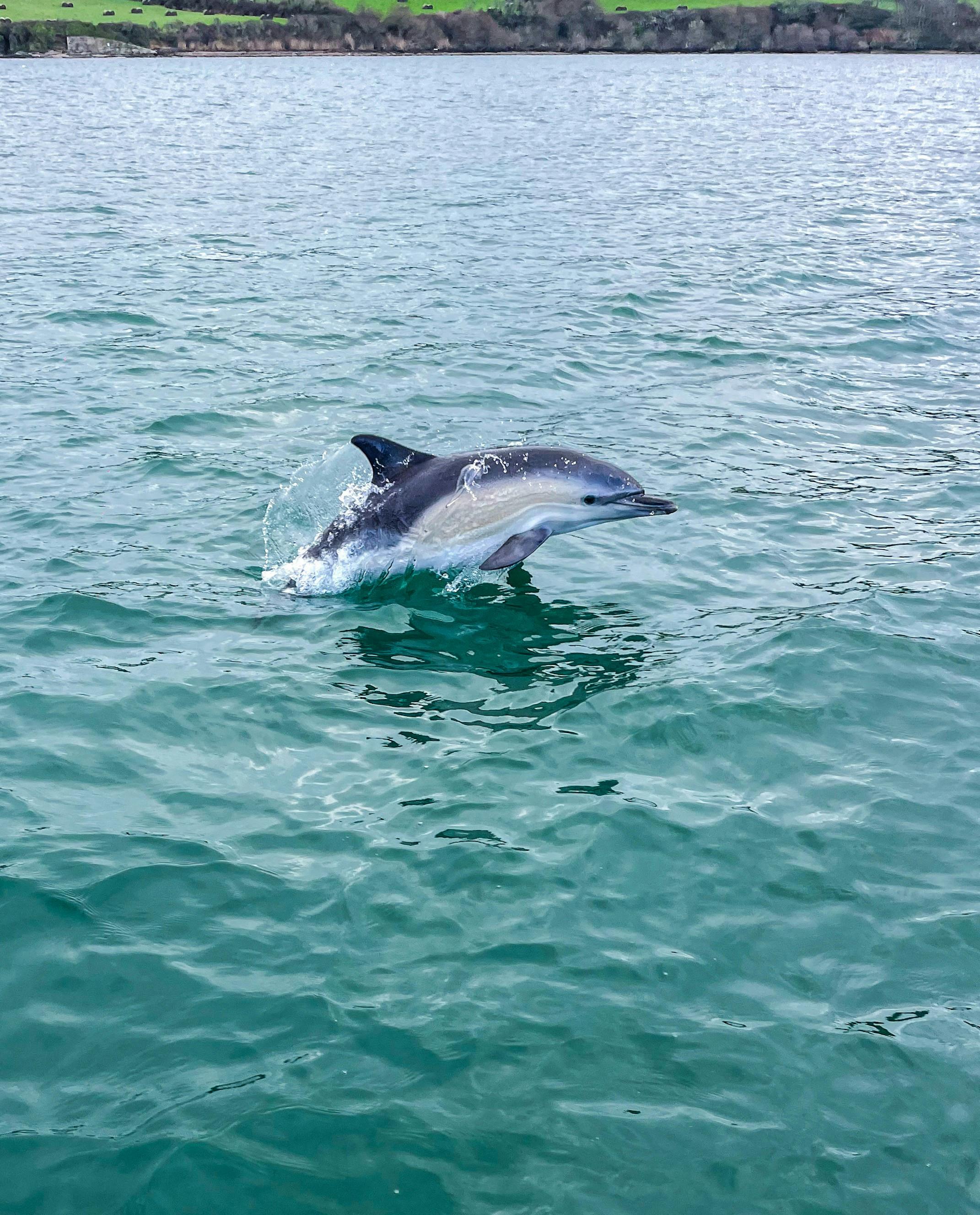 Credit: Alicia Shephard