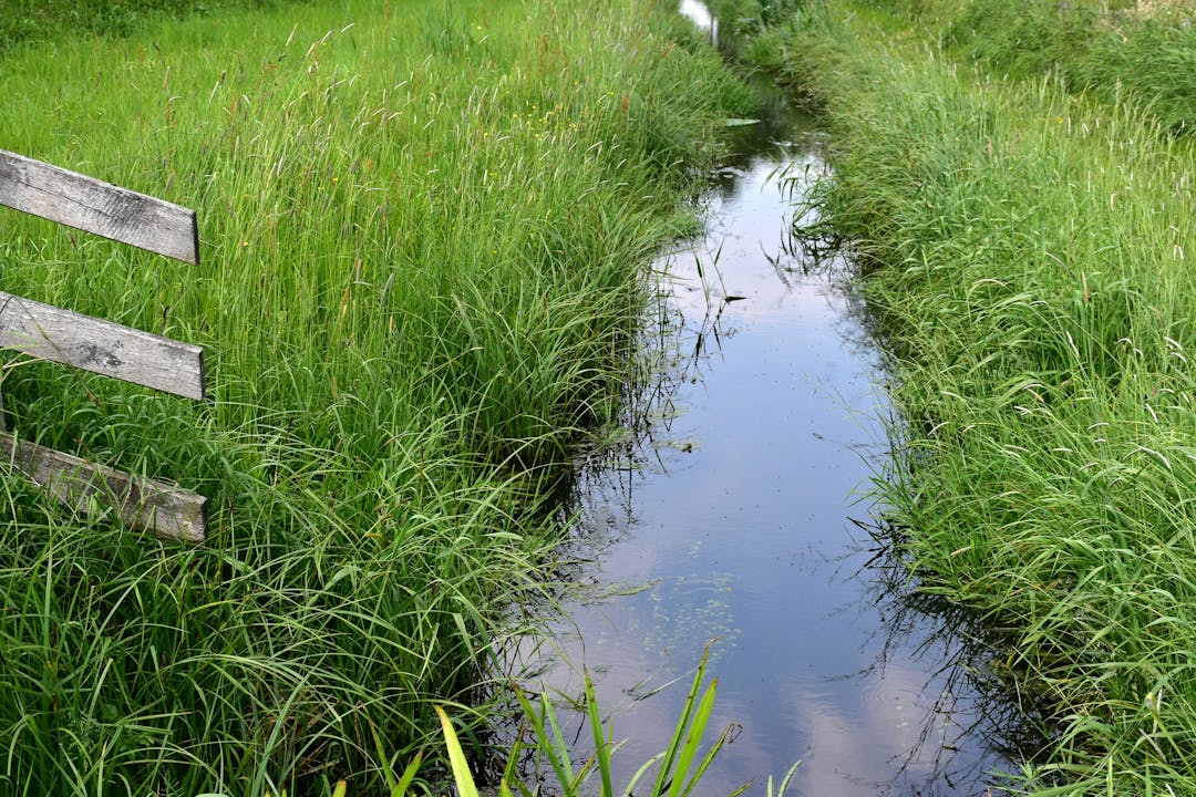 A ditch with vegetation on its banks