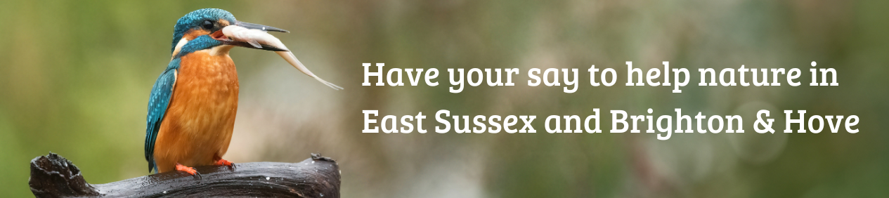 Kingfisher with Have your say on your Local Nature Recovery Strategy 