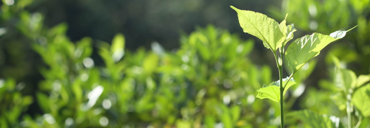 green plants with sunlight shining on them