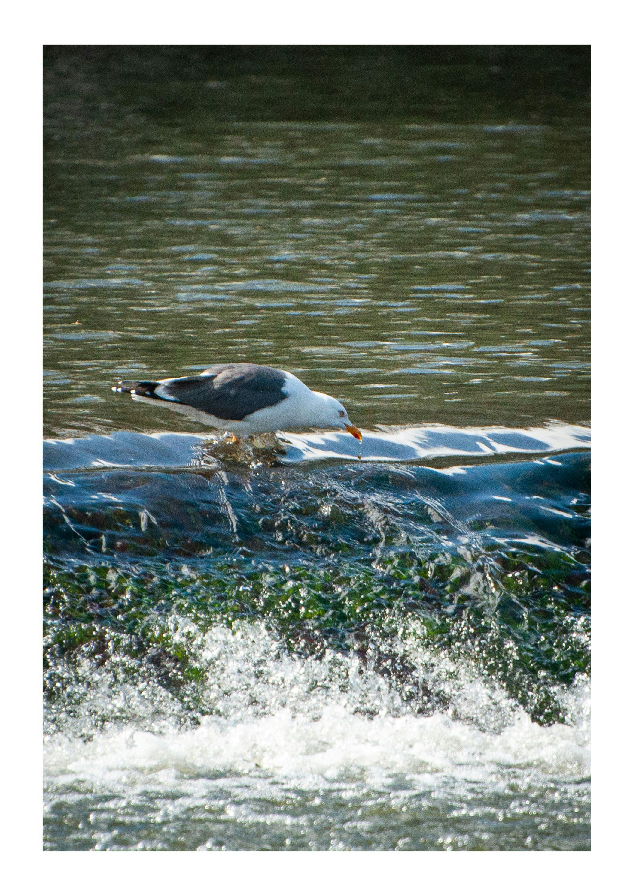 Zoomed in photo of a seagull perched on top of Swans Nest Weir, leaning forward with its beak just above the surface, looking at something underneath. Water is flowing over the weir around the seagull's legs.