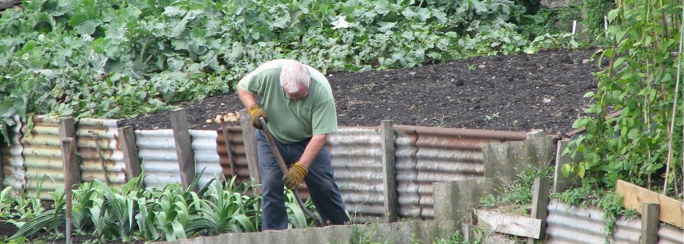 An elderly man digging in an allotment surrounded by plants 