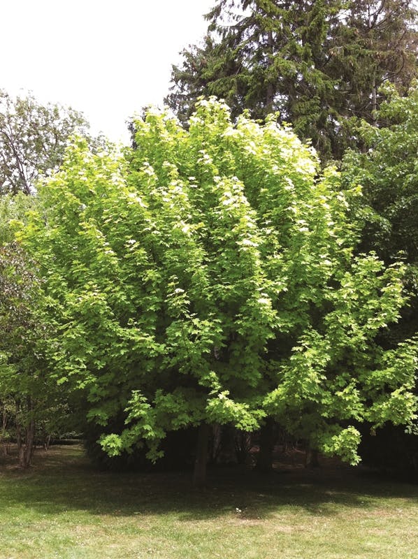 Winter Tree Planting 2019 20 Kingston Let S Talk