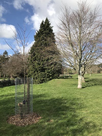 Torpoint - Thanckes Parc - Trees planted in February 2020