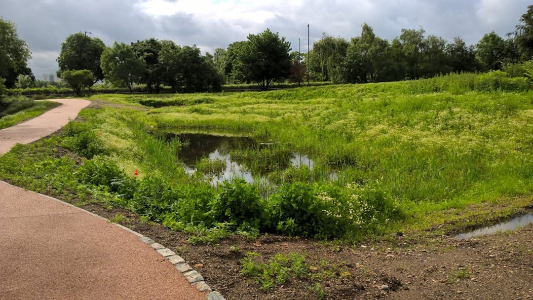 What a wetlands area looks like