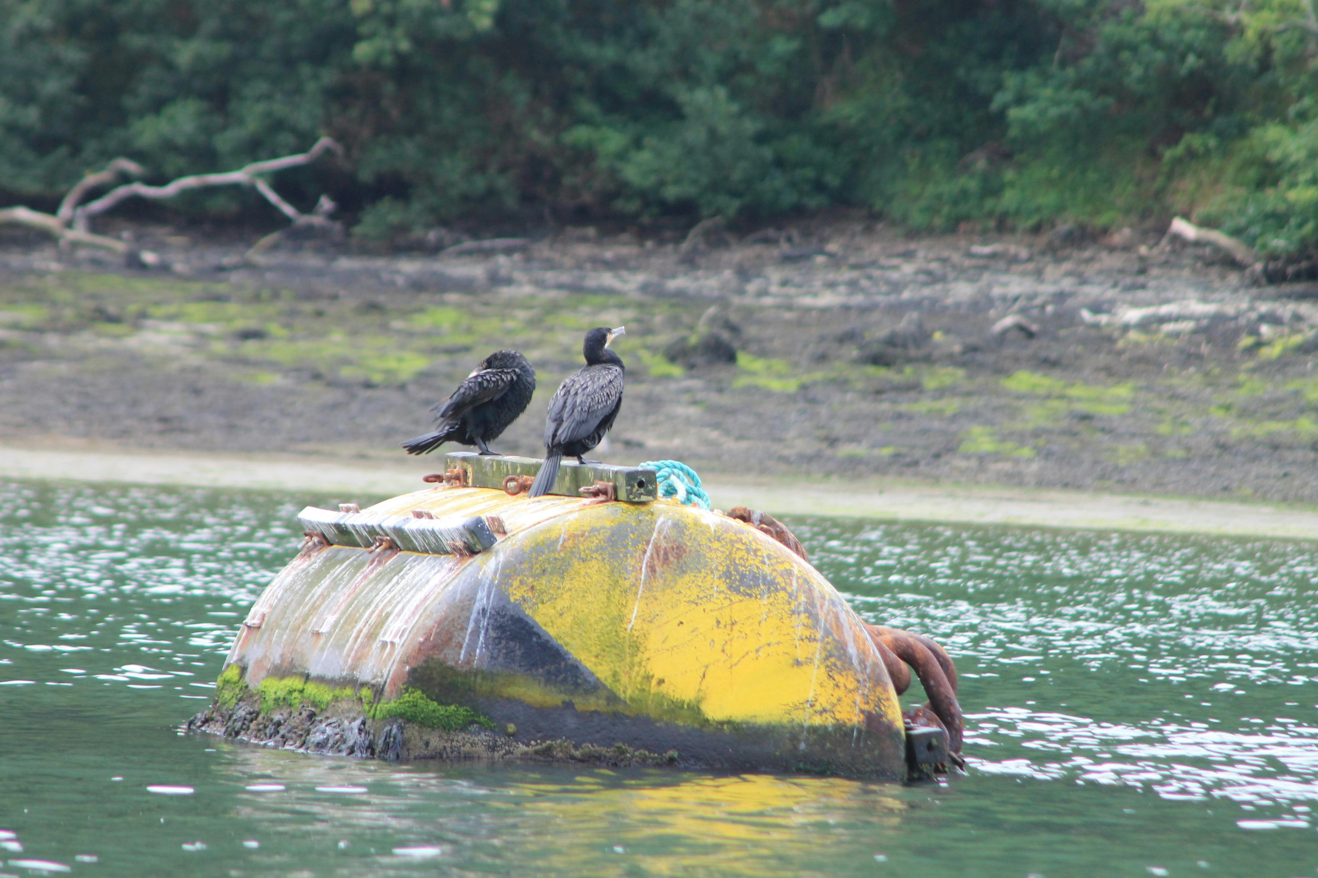 Cormorants Resting and Digesting Truro River.JPG
