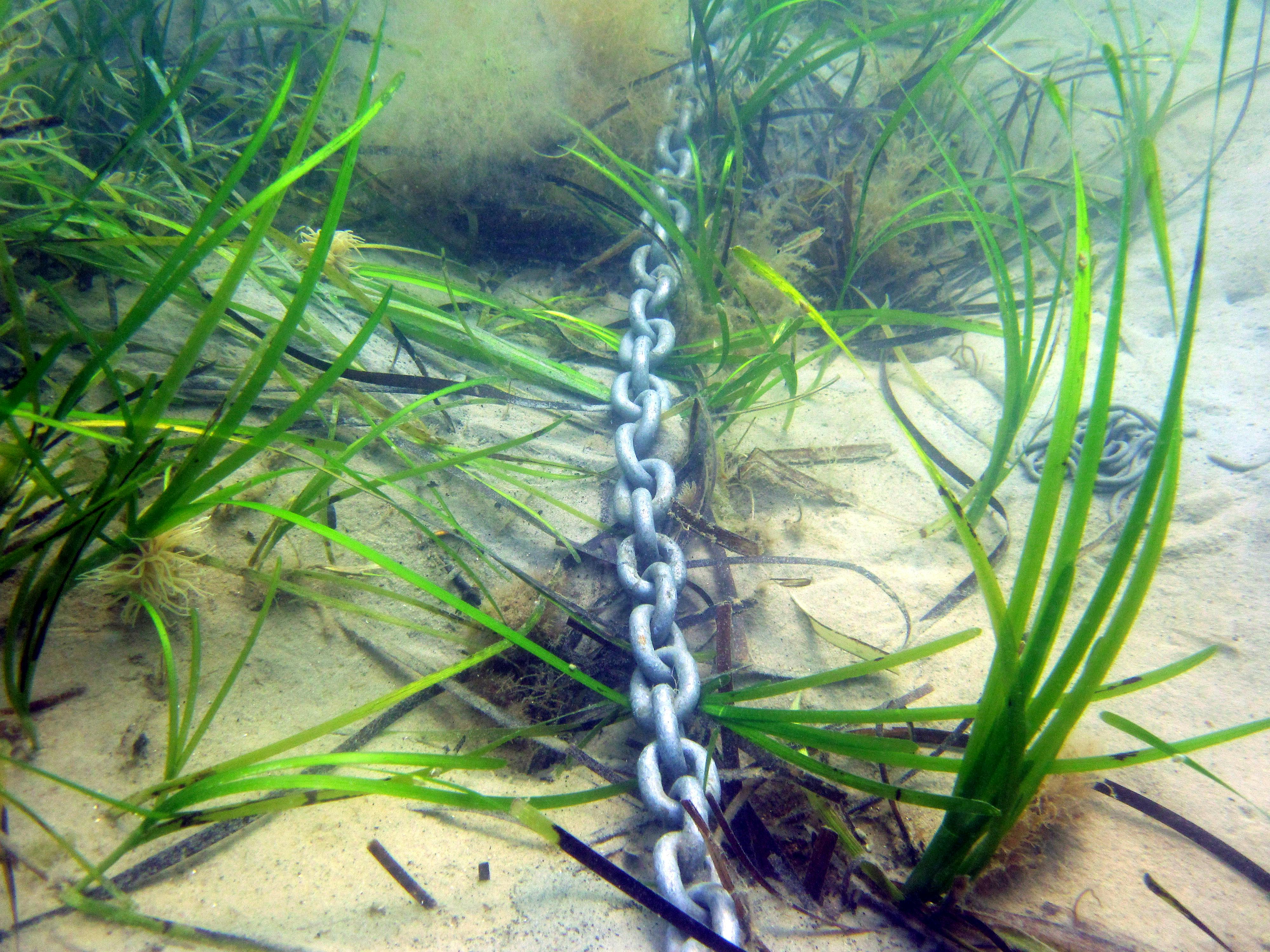 Traditional anchor chain on seabed amongst the seagrass (photo credit Neil Garrick-Maidment)