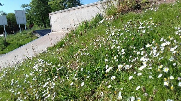 grass 1.jpg