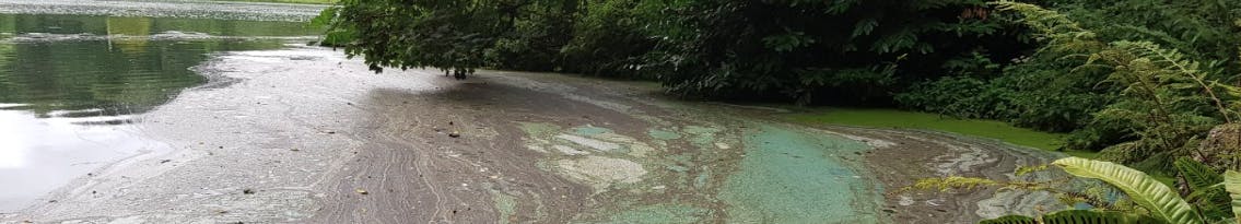 Pollution on the surface of a river