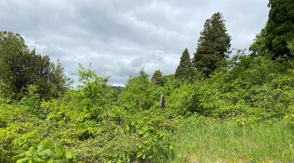 Look how they grow! During the pandemic, trees temporarily took over when routine maintenance wasn’t possible in this old closed cemetery