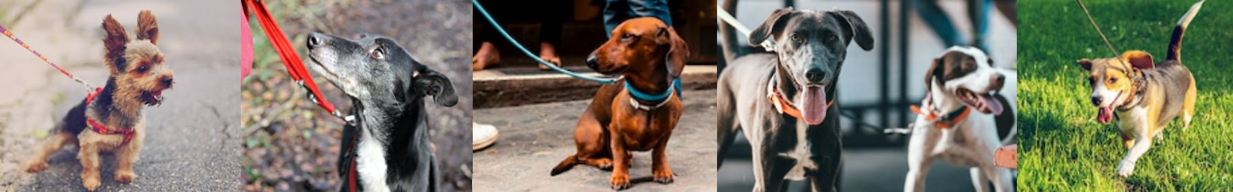 Series of images of dogs on leads