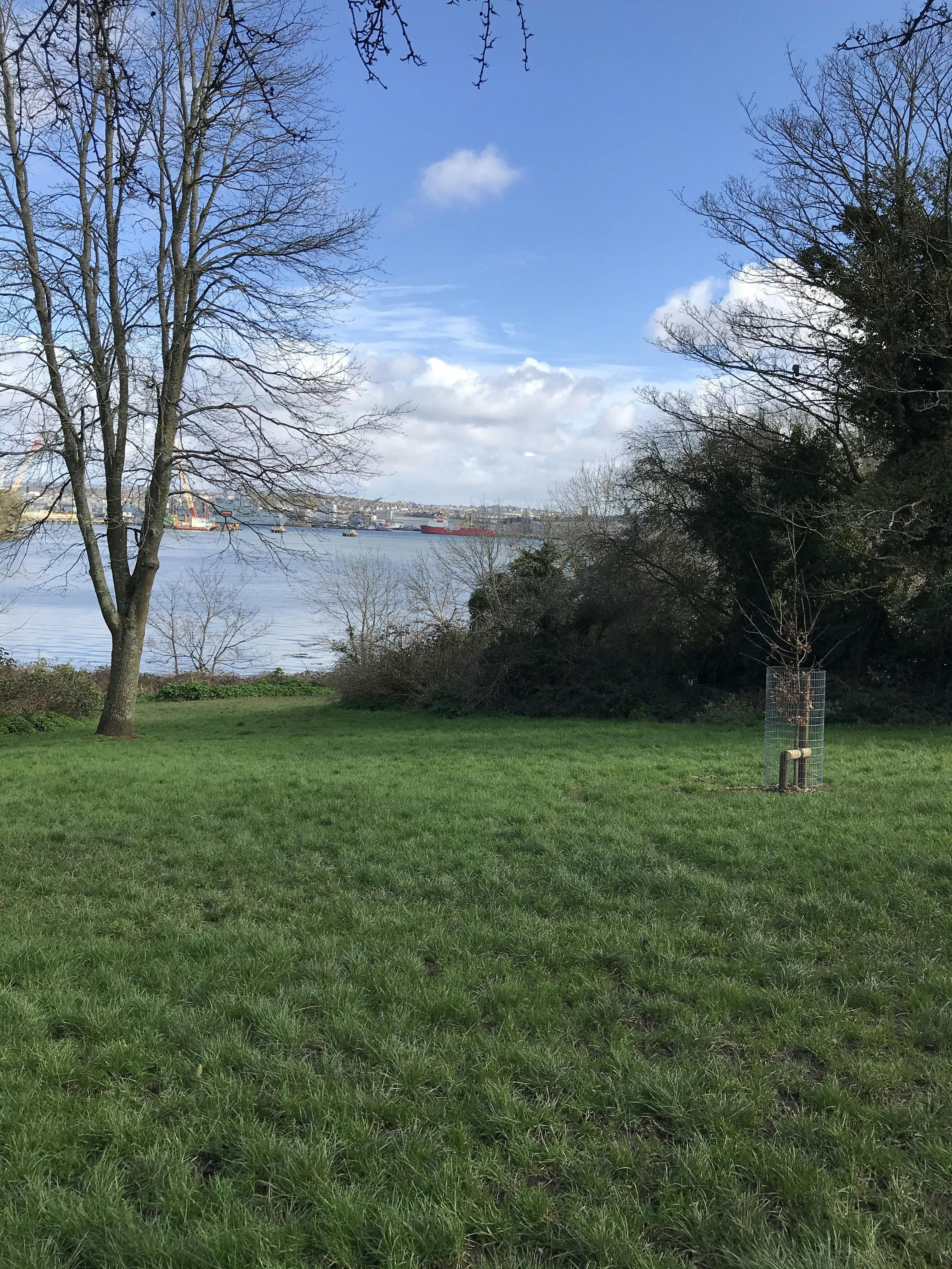 Torpoint-Thanckes Park - Trees Planted in February 2020