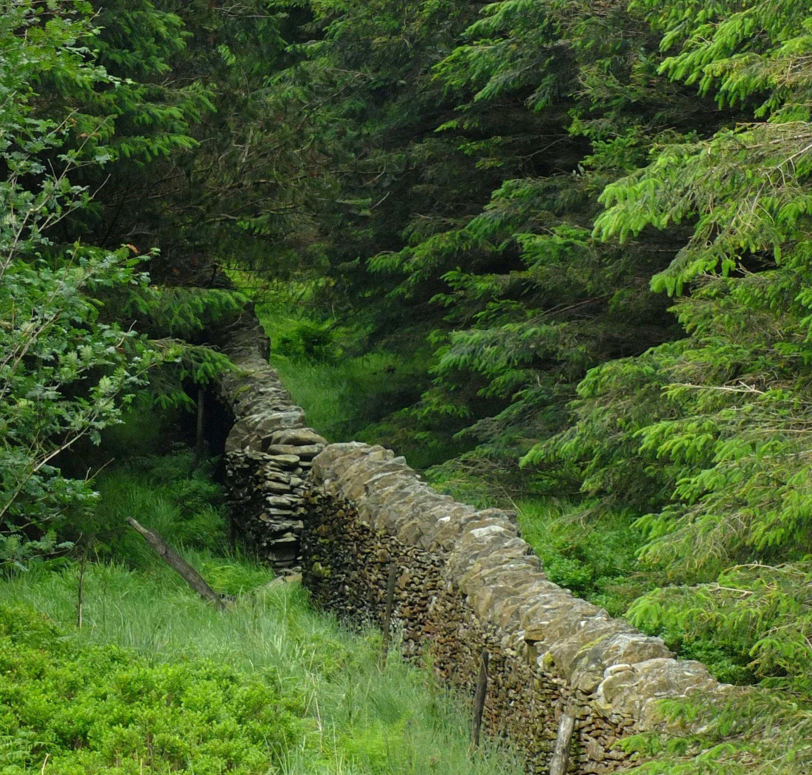 Conifers in the Welsh Government woods once provided pit props, these days it’s mostly biomass and paper, energetic bike rides and quiet strolls