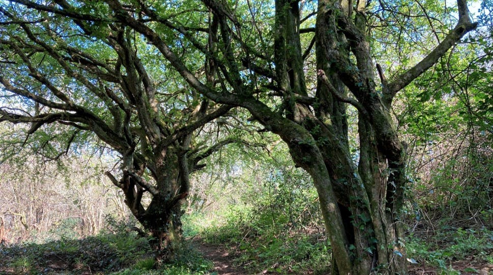 Massive hawthorns, remnants of an ancient hedge