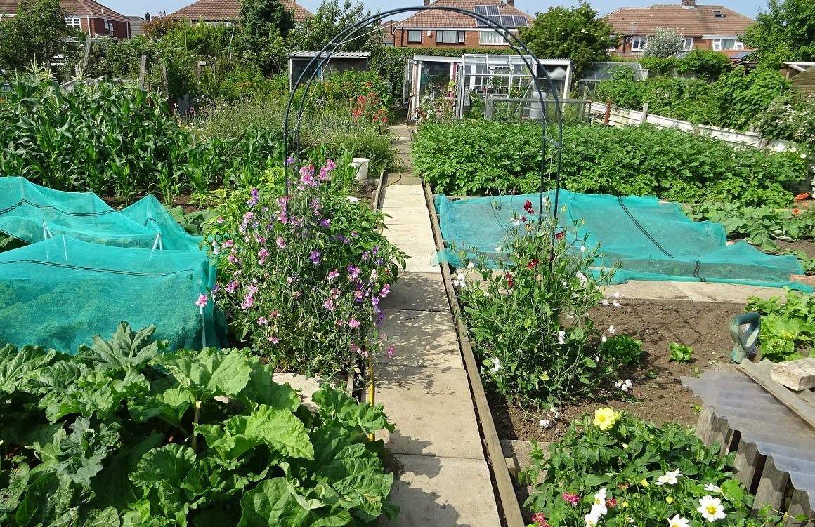 Allotment plot on the Stranton site with paved path, crops, flowers and a greenhouse
