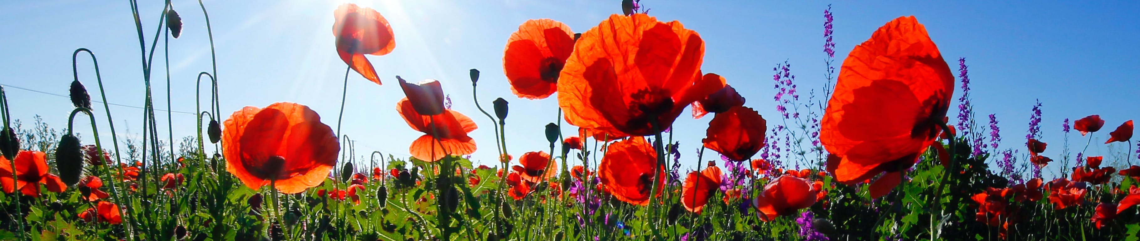 Poppies in a field