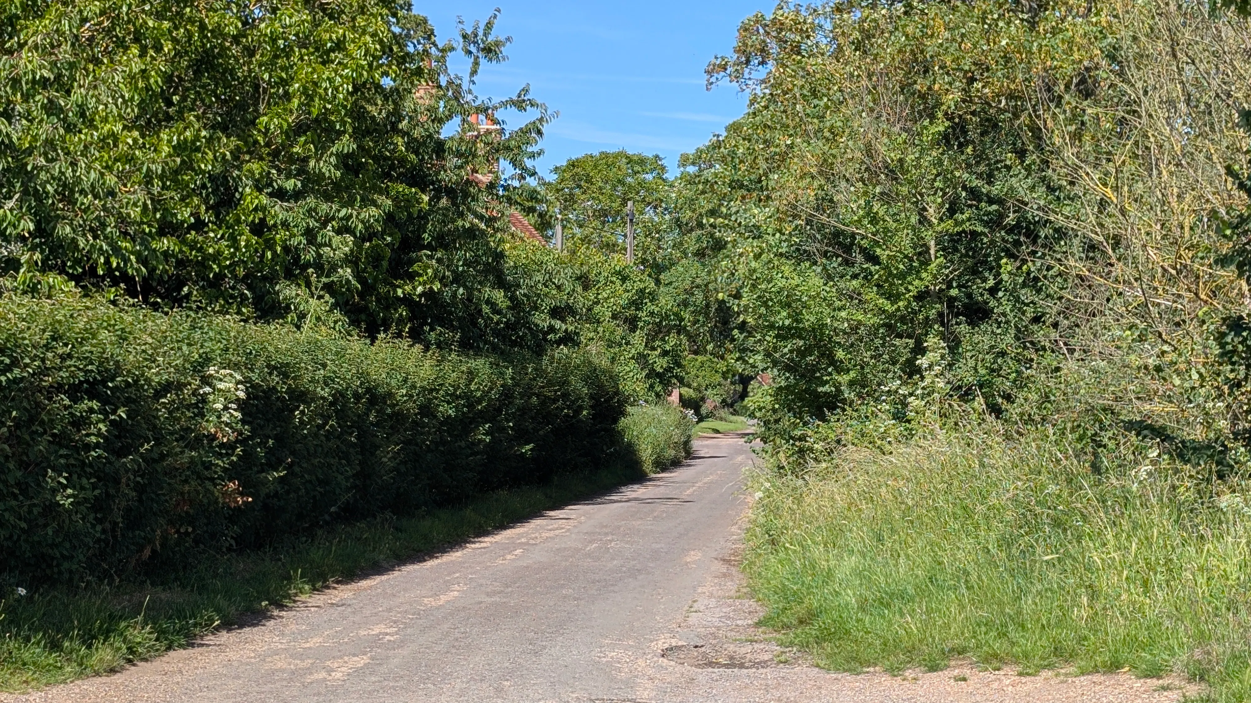 A summer photo of a quiet country road, with hedgerows, trees and long green grass.