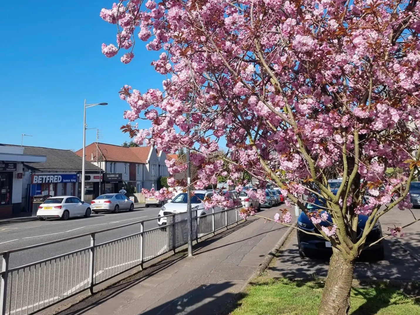Cherry blossom tree on Thornliebank Main Street