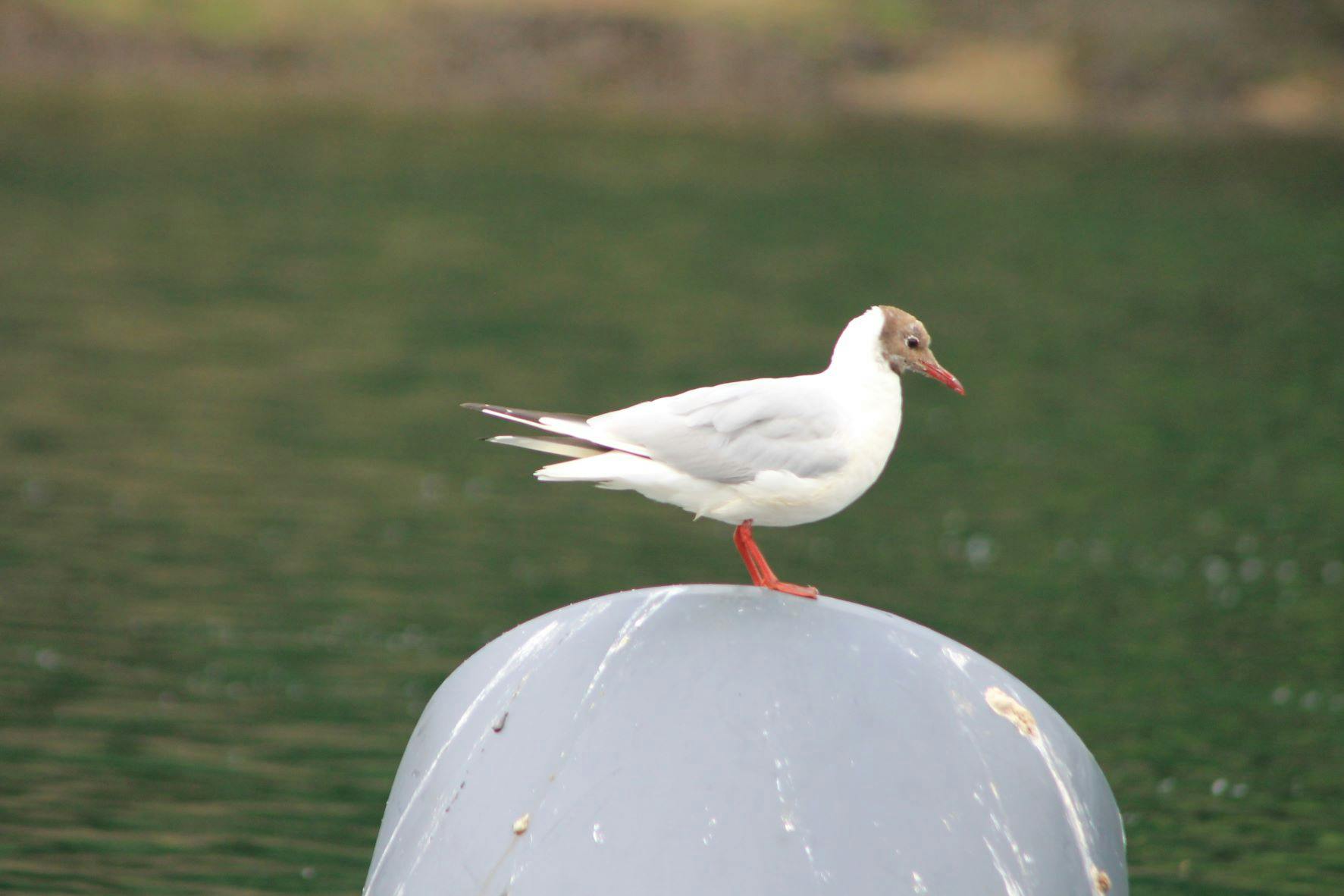 Black Headed Gull Truro River