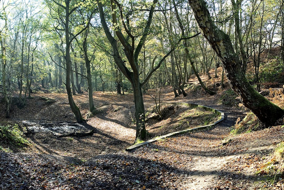 Image of trees in Mousehold 