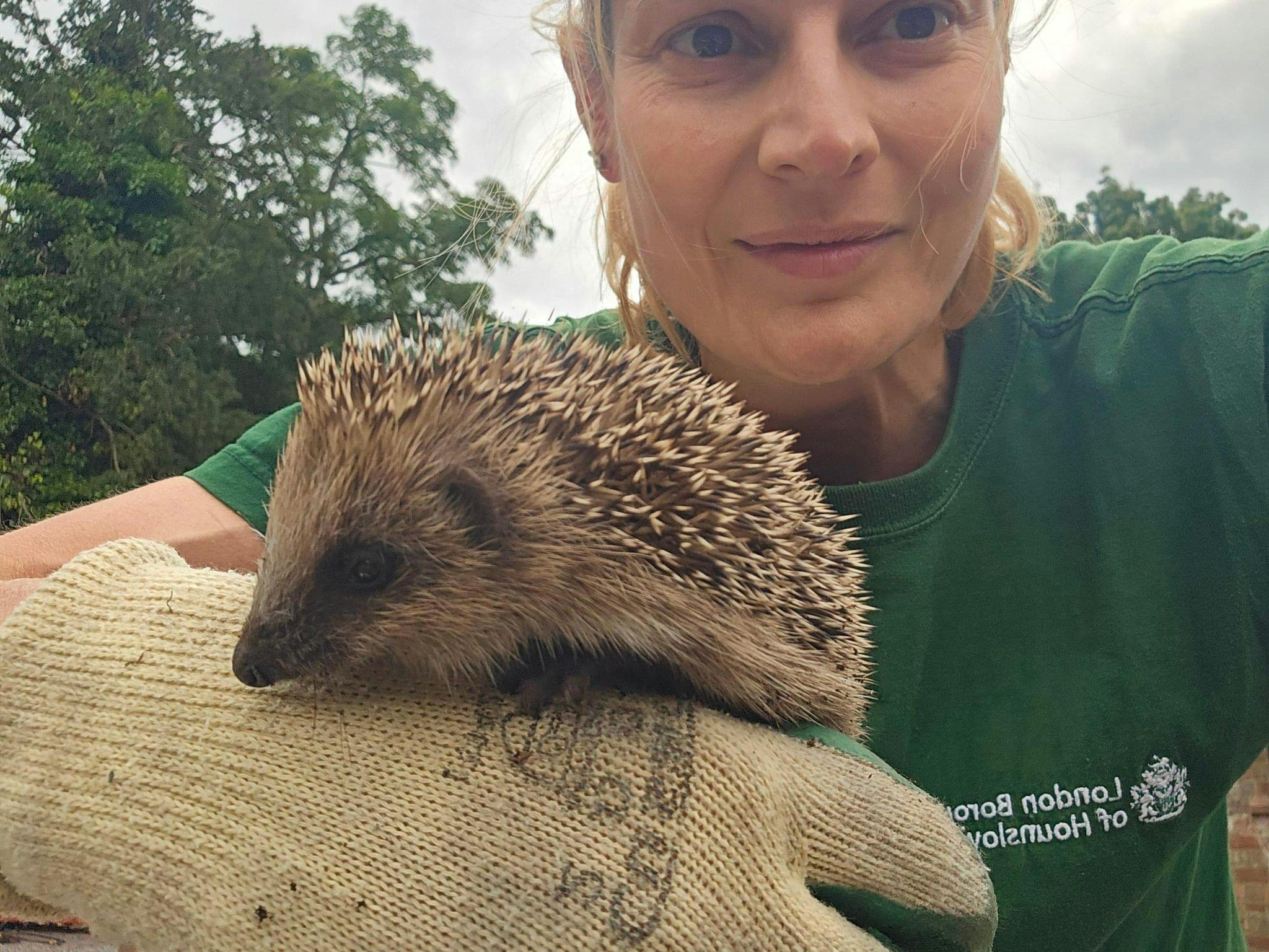 Hedgehog- Boston Manor Park.jpg