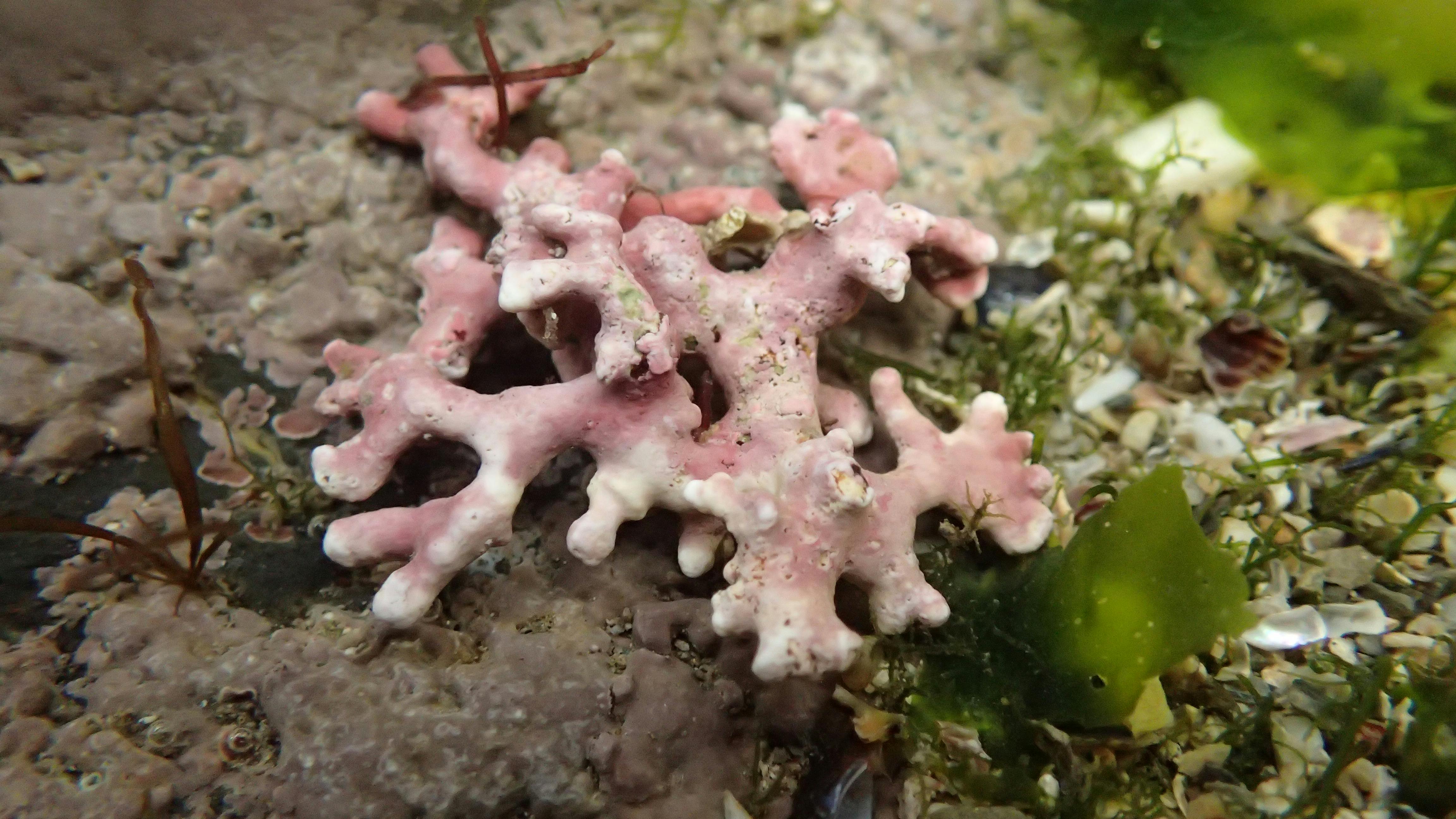 Maerl in the Helford Passage, credit Matt Slater