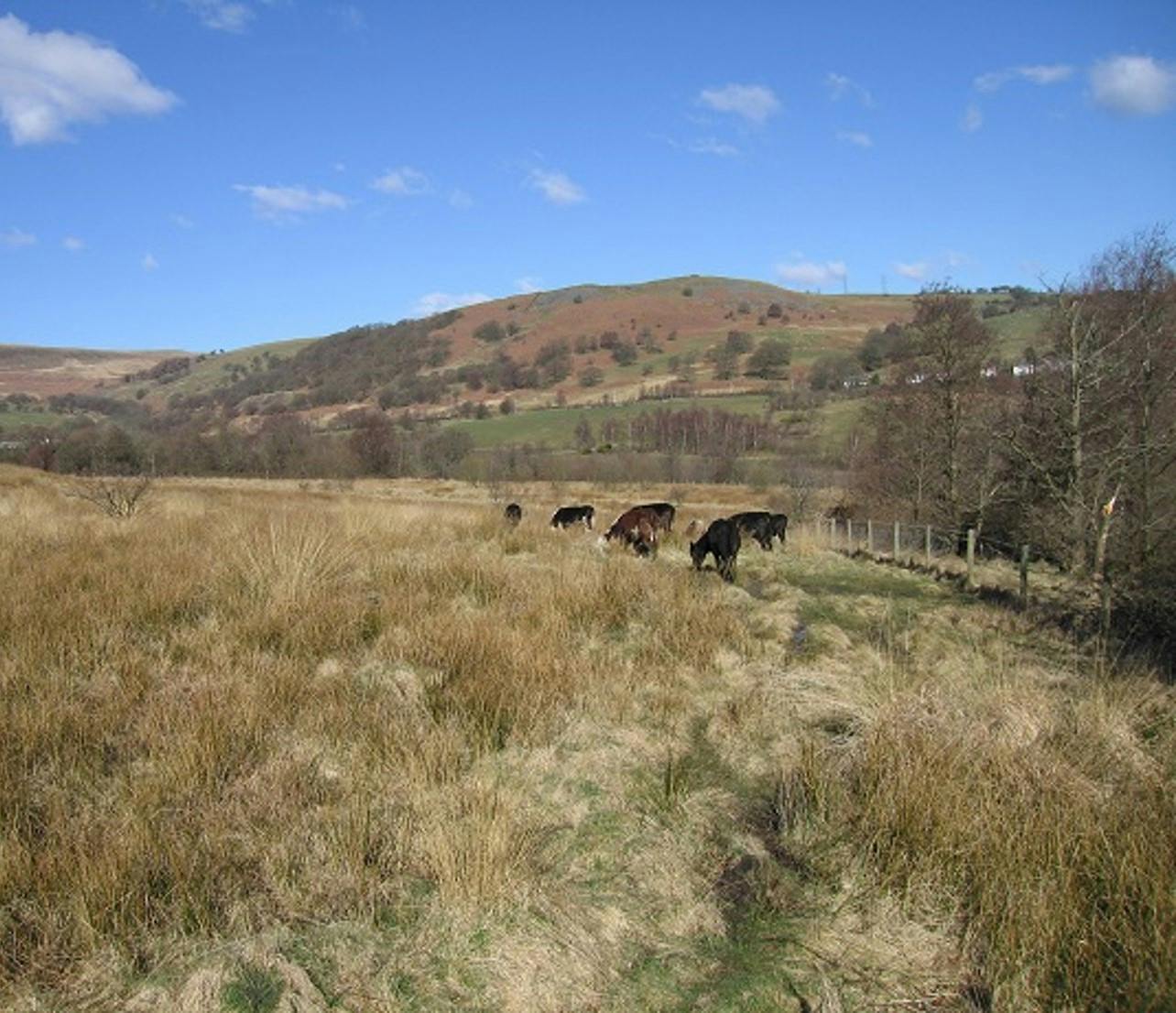 Active management maintains our grasslands