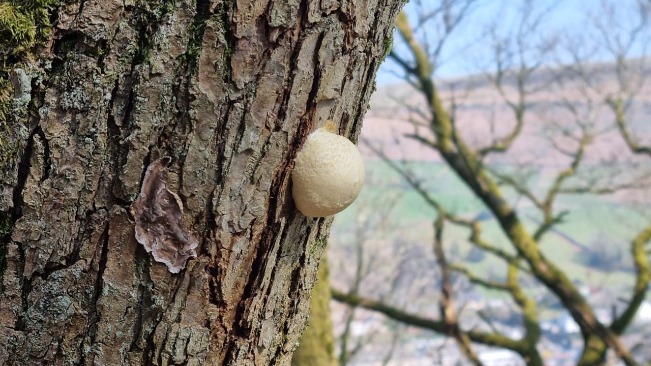 False puffball (Bethan Dalton)