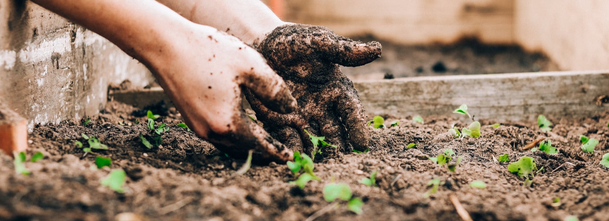 Two hands covered in soil cultivating seedlings in a tray