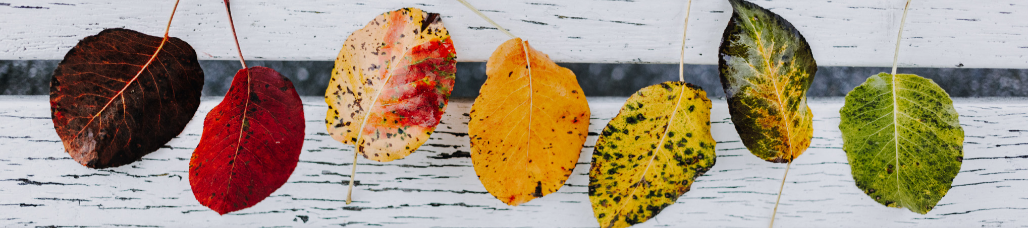 An image of a row of leaves in different colours