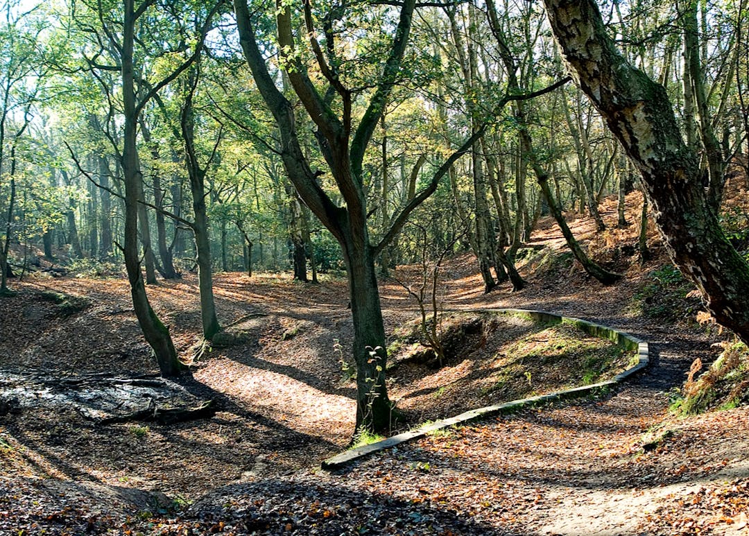 Image of trees in Mousehold 