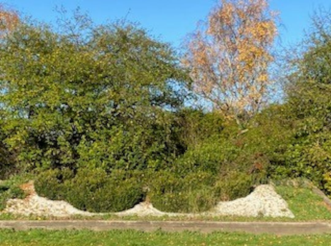 An image of the olympic rings raised bed in their current state. They are overgrown and messy.