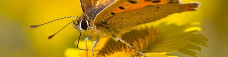 Image of a small copper butterfly on a flower