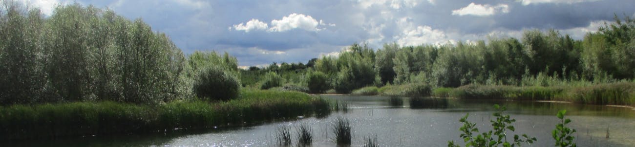 An image of a river flowing between trees