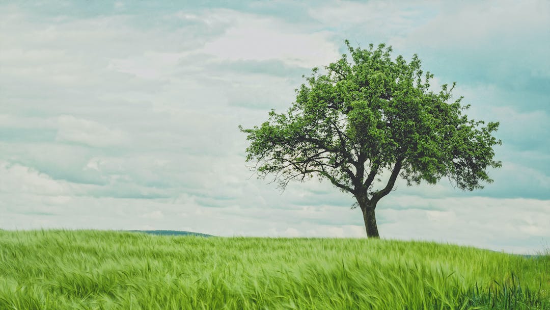 A picture of a tree in a field of green grass