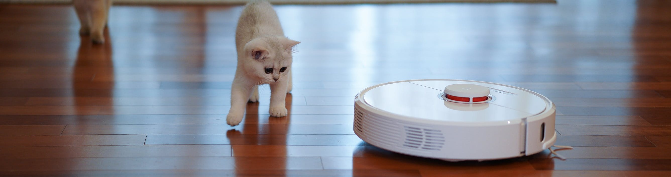 Robot vacuum with curious cat