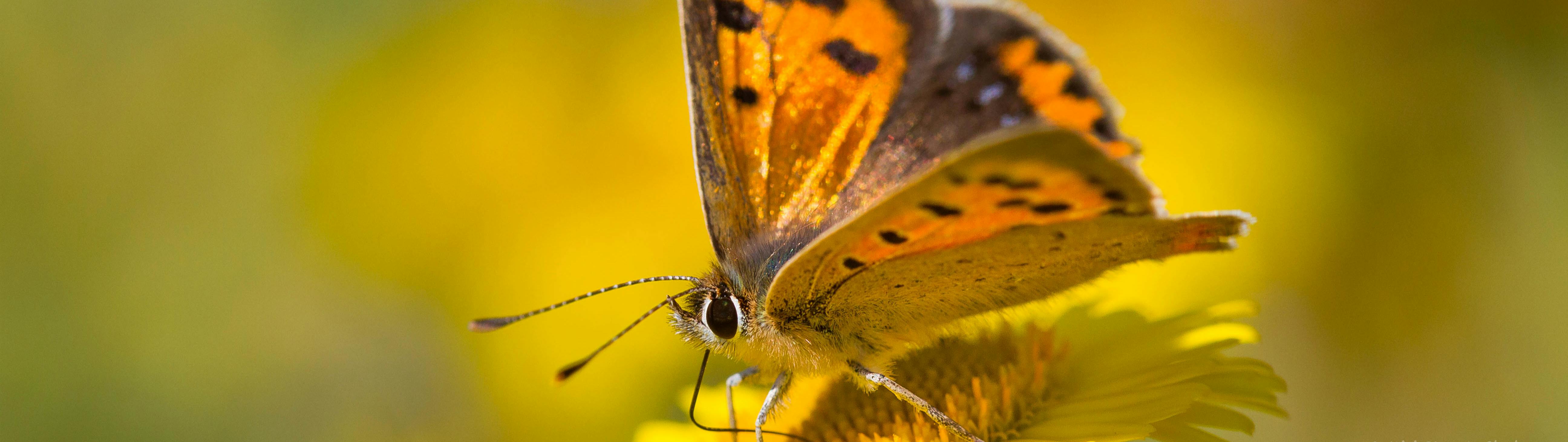 Image of a small copper butterfly on a flower. Photo copyright Kiri Stuart-Clarke