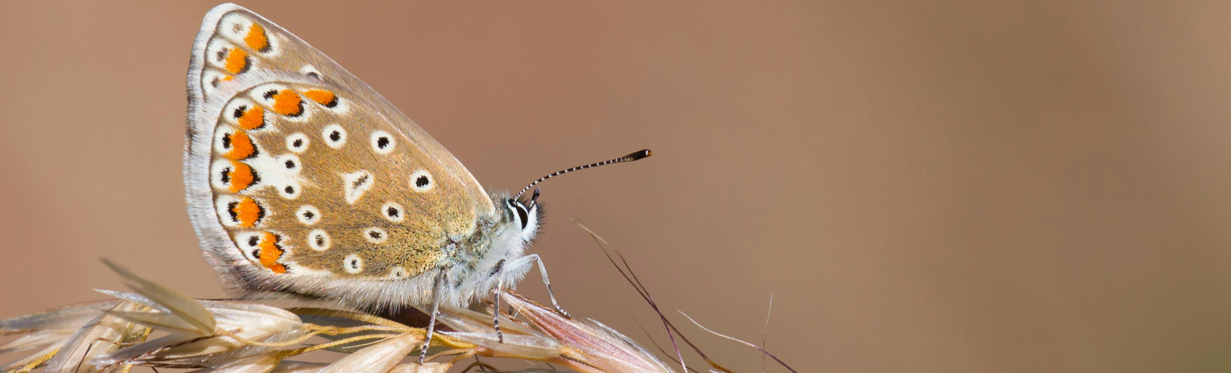 Image of common blue butterfly. Copyright Kiri Stuart-Clarke