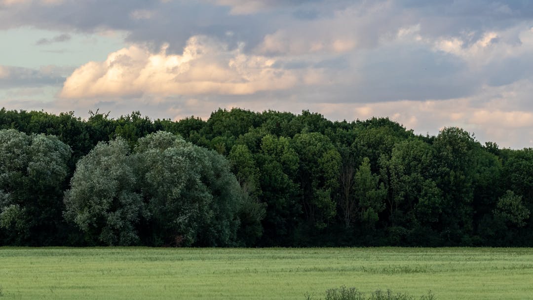 This picture is a green field with a blue sky and grey clouds 