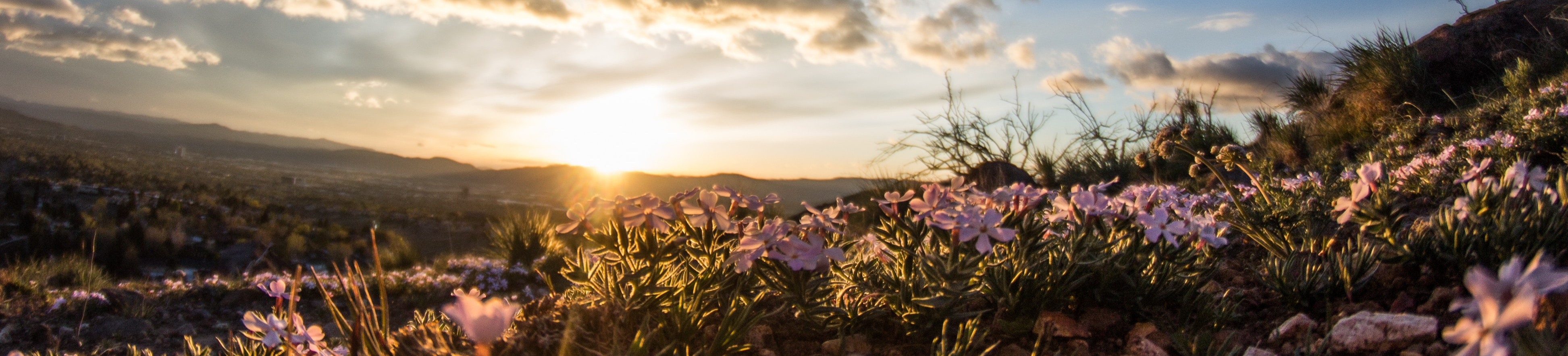 Wild flowers with sunset in the distance