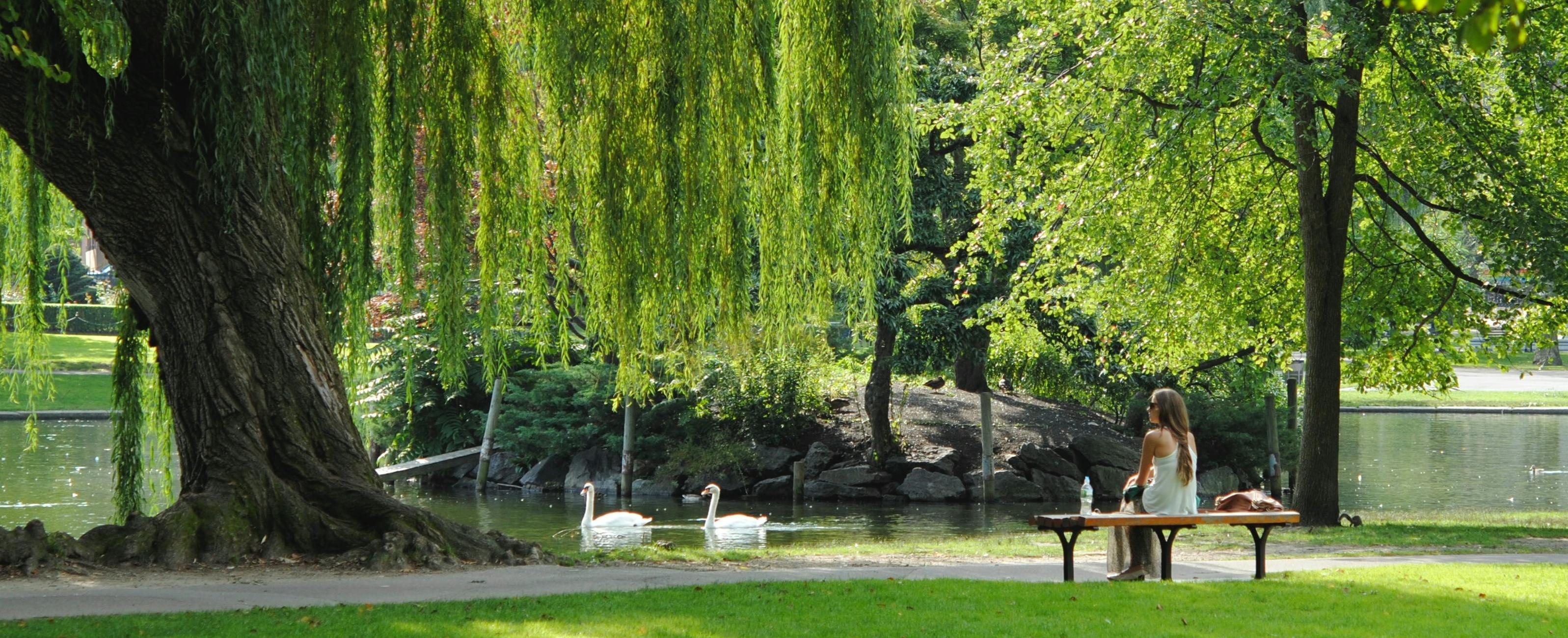 A woman in a white top sitting on a park bench under some trees next to a large pond where two swans are swimming