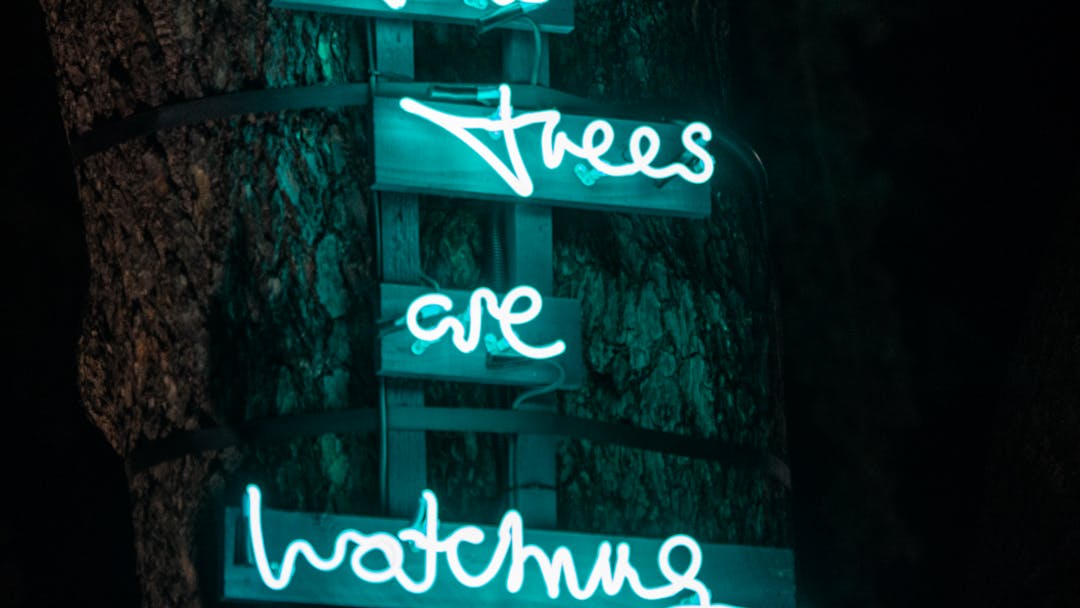 The Trees are Watching lighting installation_Library Green_Enfield Town_Artist Lauren Baker