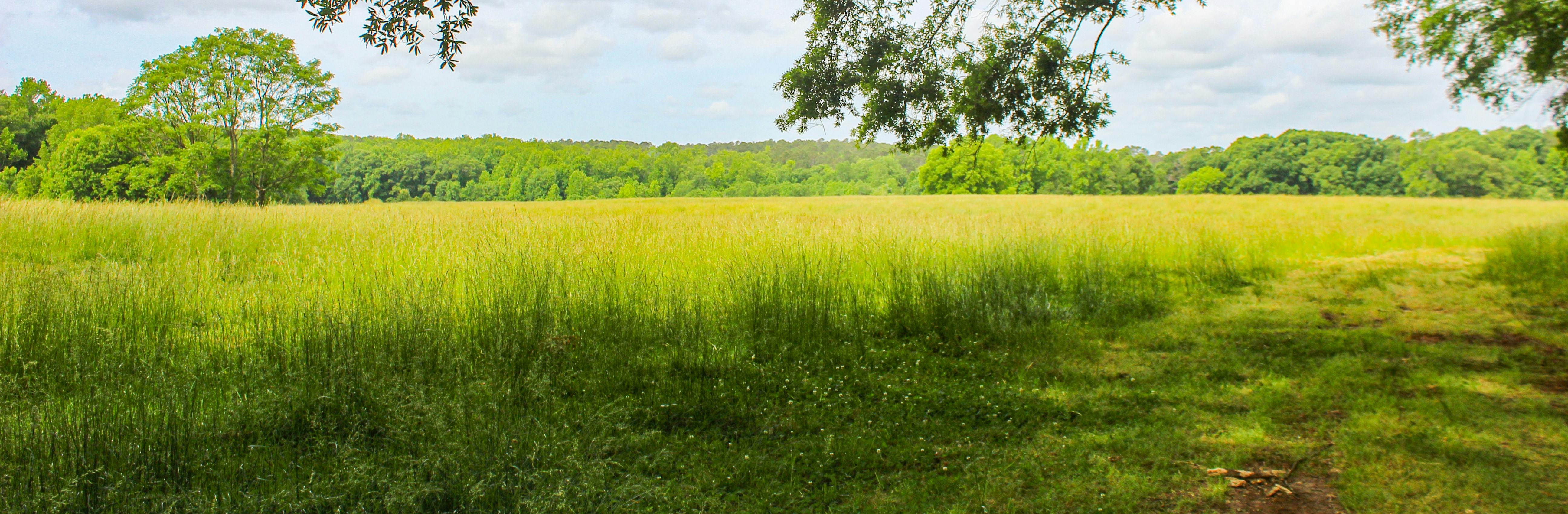 Path through field under tree