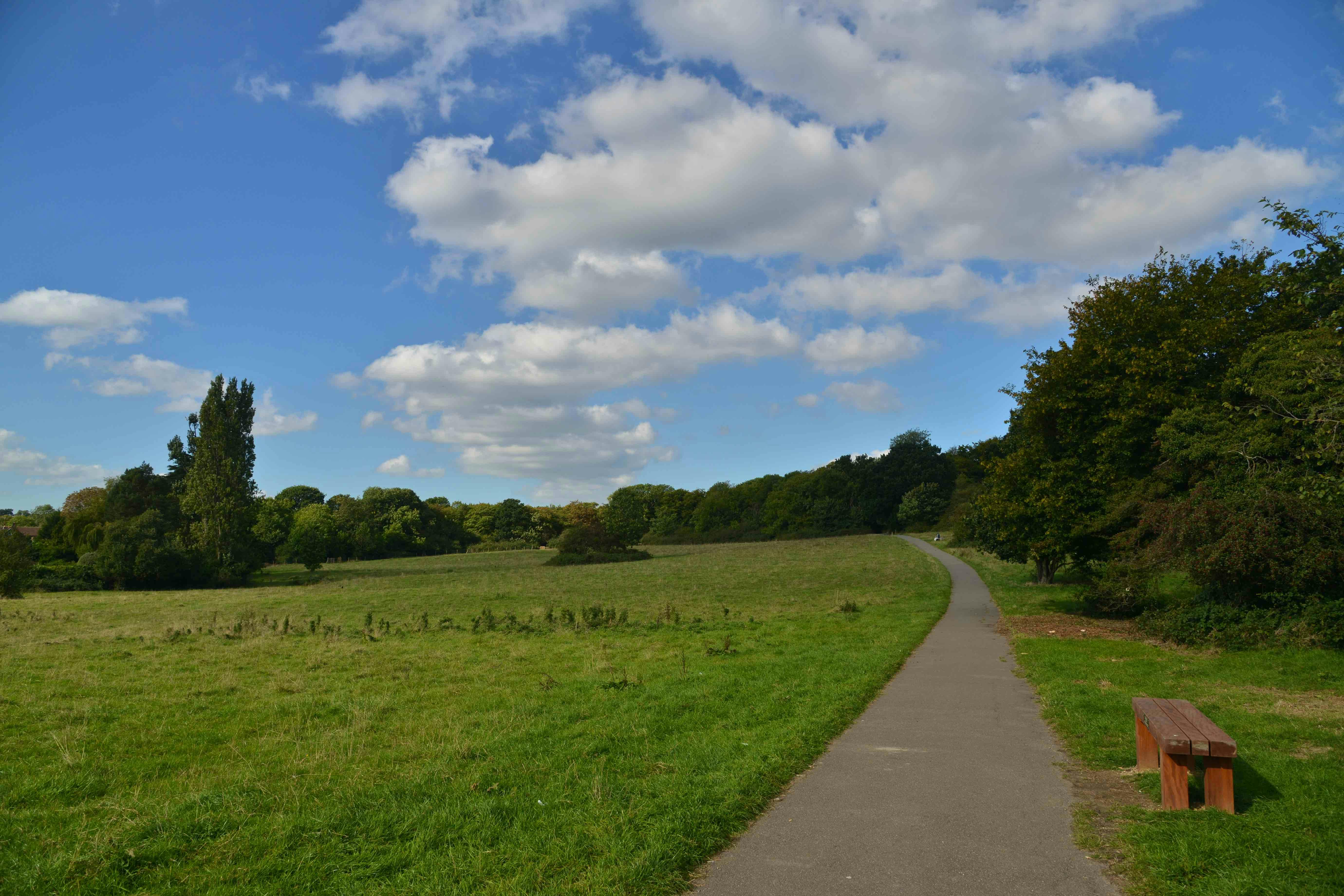 Person walking four dogs on lead