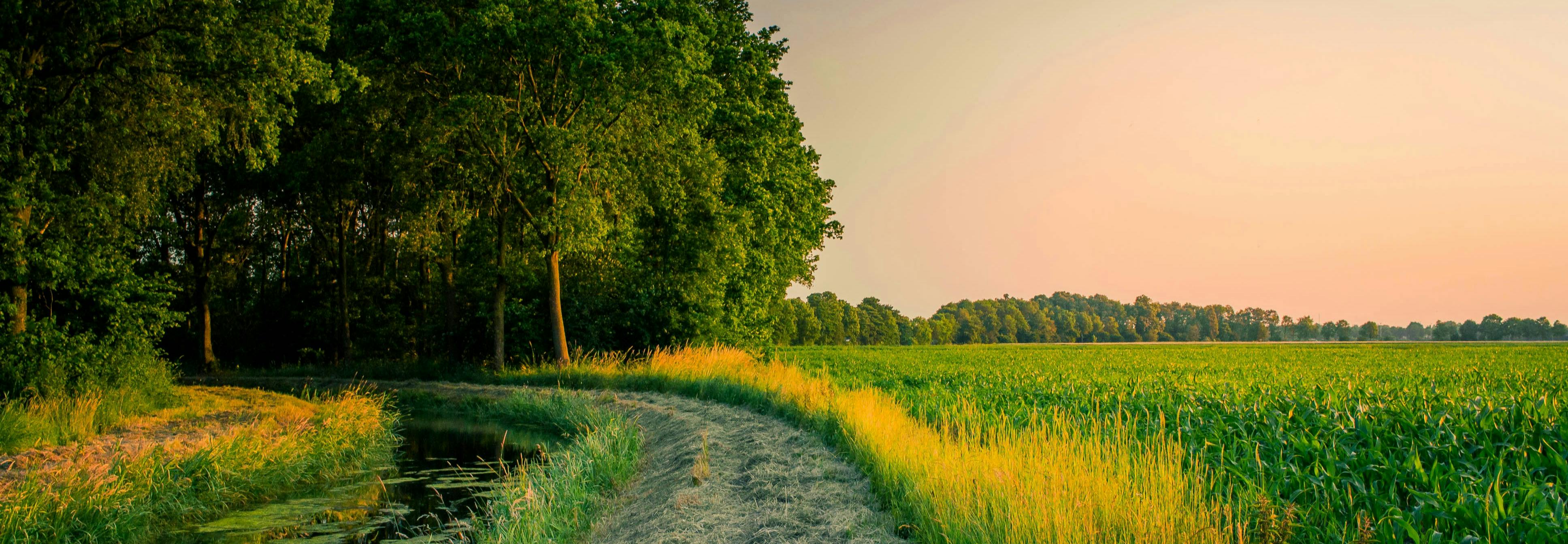 Path through field