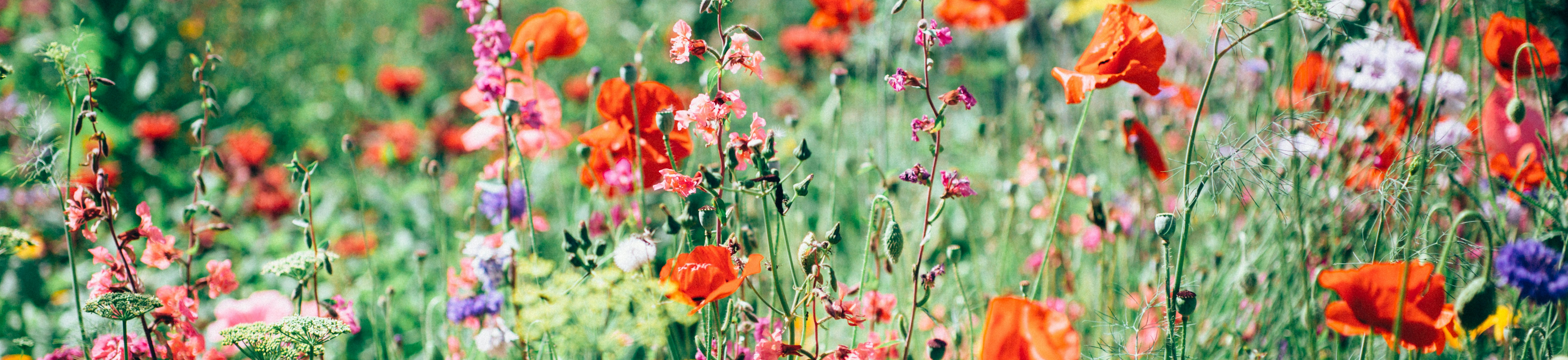 Colourful wild flowers