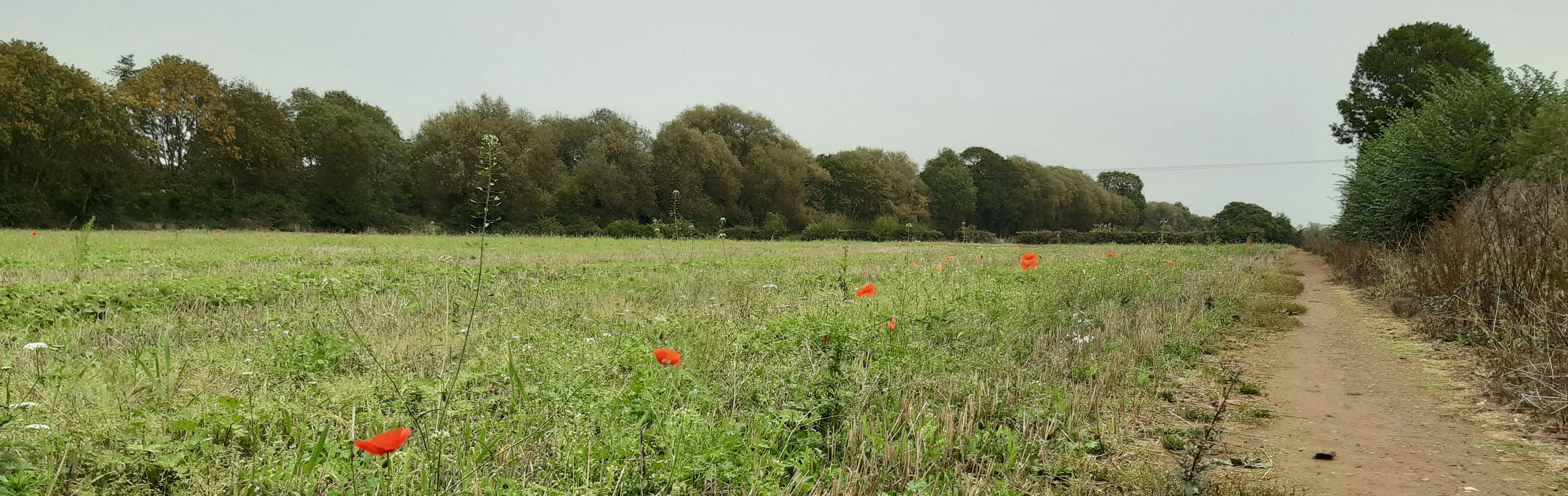 Path through field