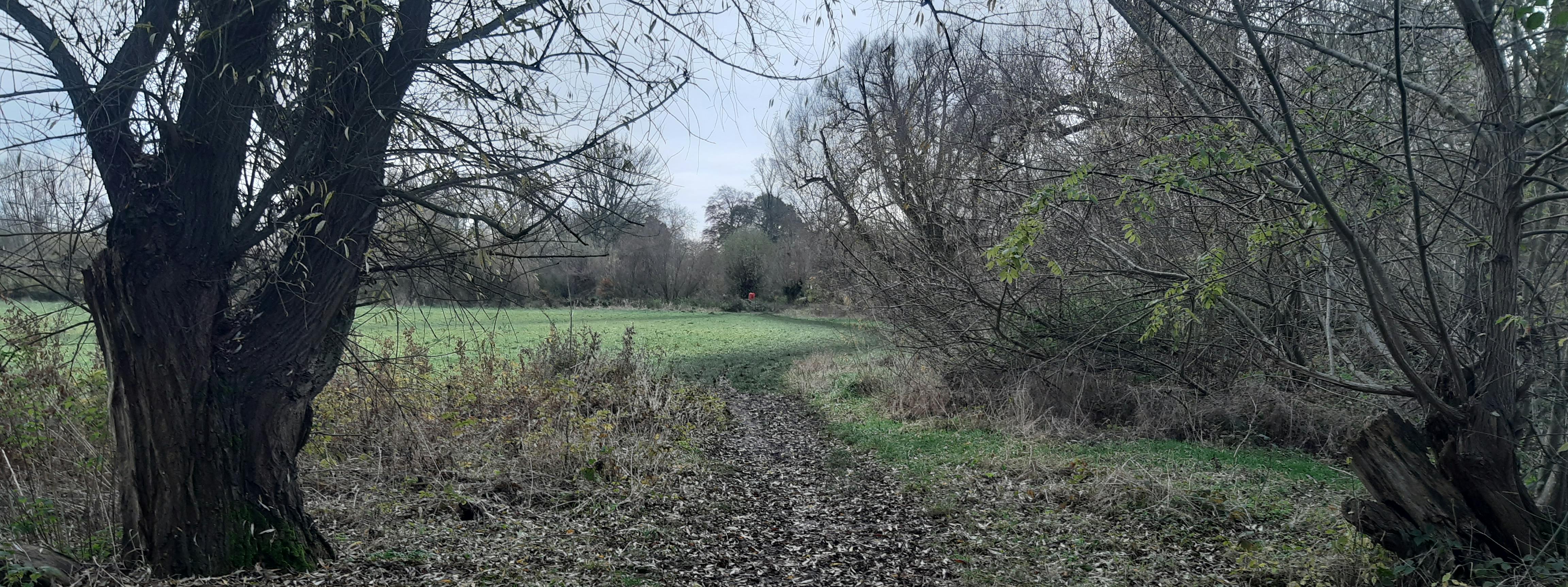 Path through trees