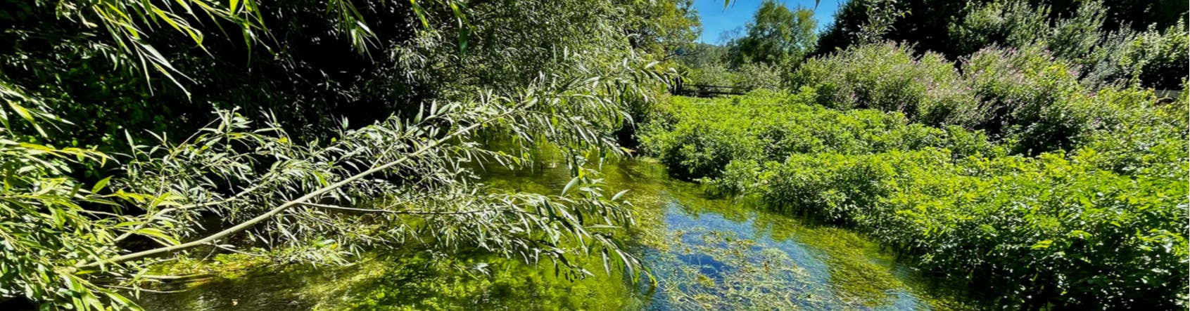 A photograph of a chalk stream in Hertfordshire