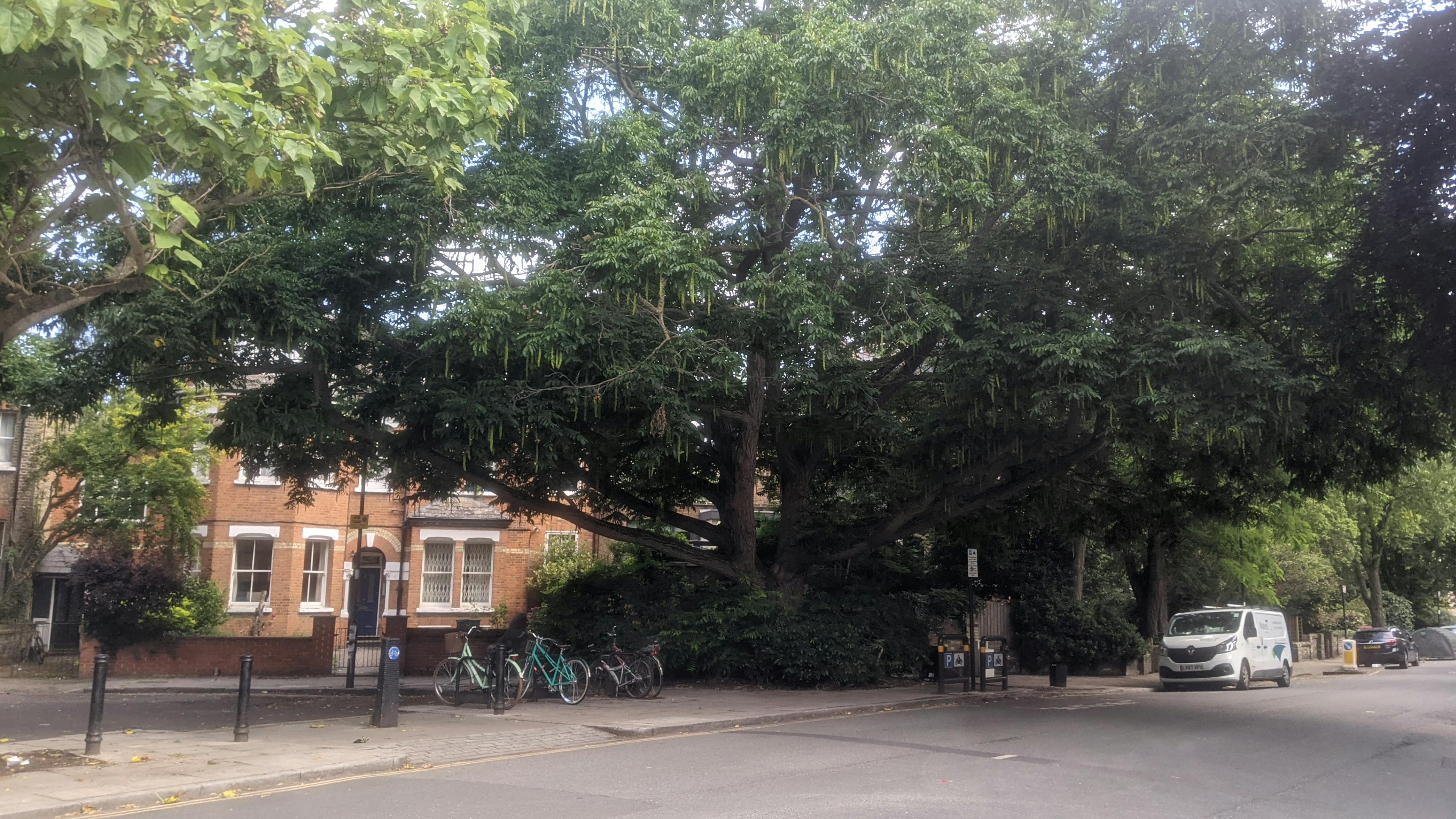 Section of Annette Road with cars parked on either side, and trees, shrubs and plants in the foreground